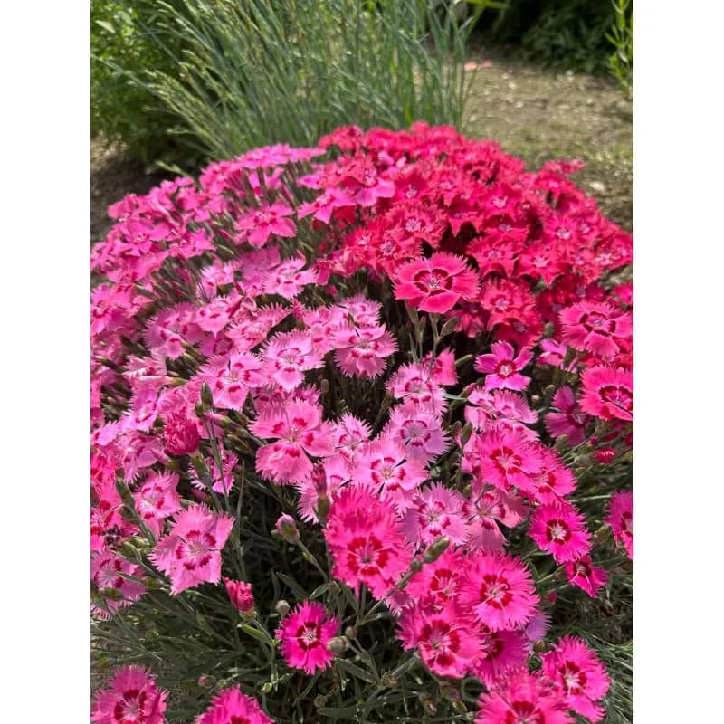 Flavora Rose Shades Dianthus Seeds — Bicolor Fragrant Blooms - View 4