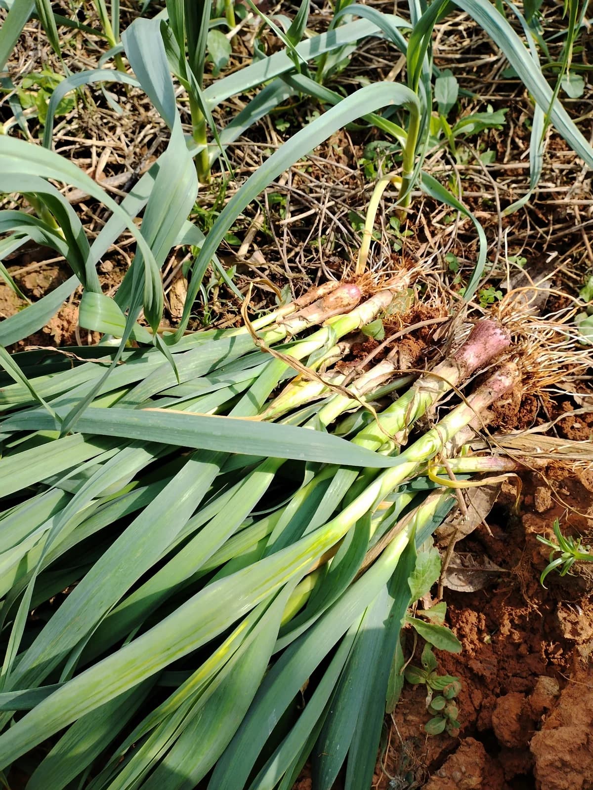 'Geisha' Garlic Bulbs — Rare Japanese Heirloom Variety - View 2