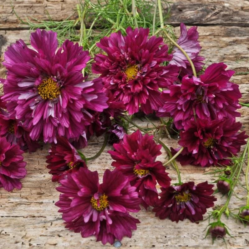 Double Click Cranberries Cosmos Seeds — Vibrant Cranberry-Red Blooms - Main