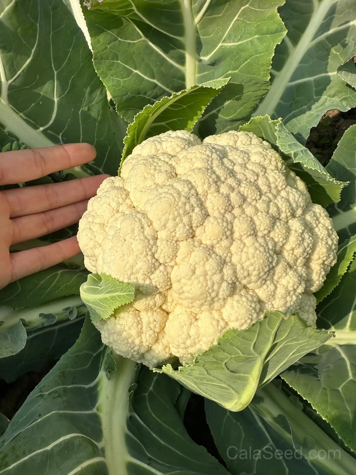 Snowball Y Cauliflower Seeds — Self-Blanching White Heads - Alt