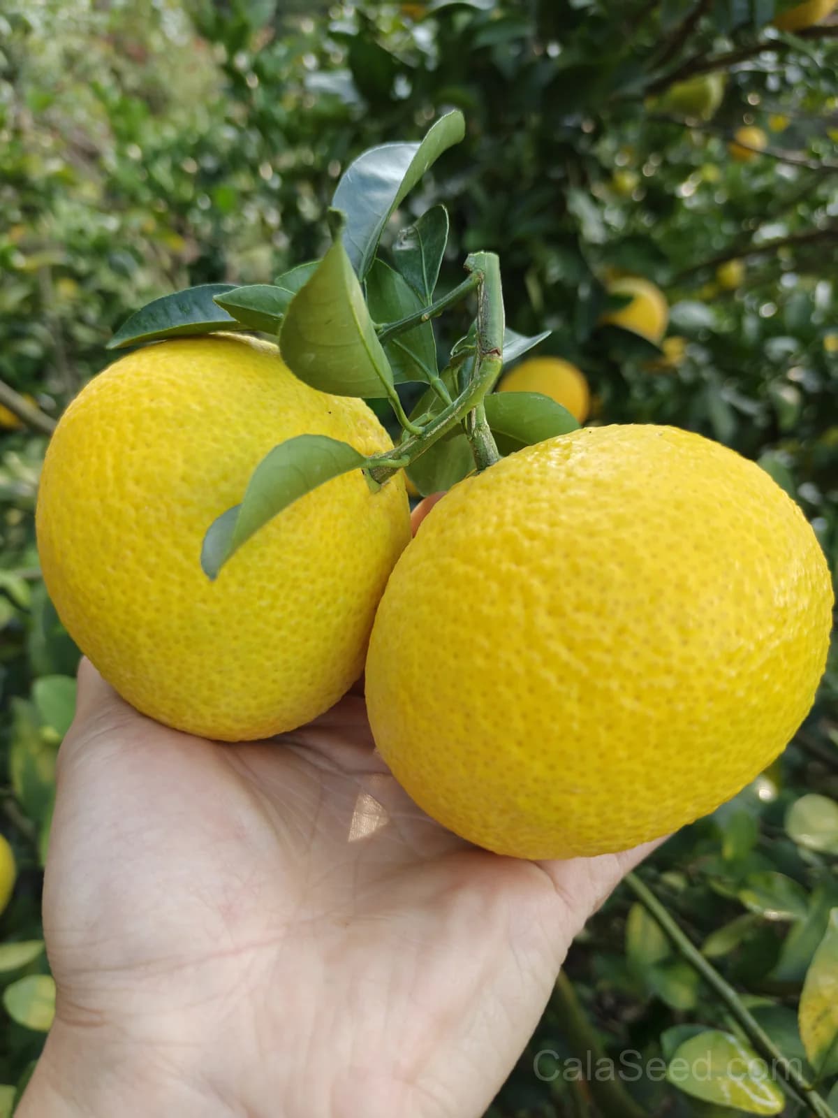 Citrus Trifoliata Seeds — Hardy Cold-Tolerant Rootstock - Alt