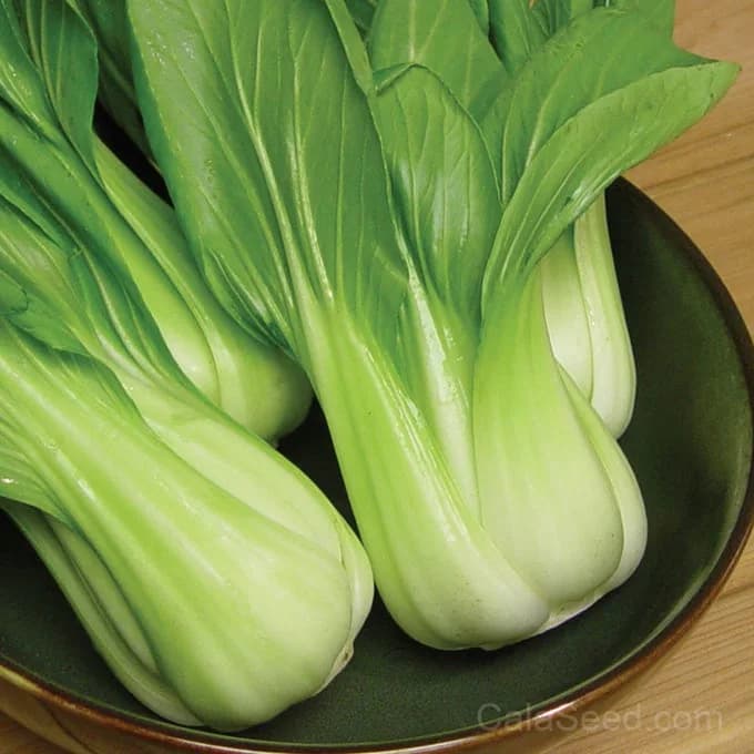 Baby Choi Cabbage Seeds — Organic Tender Asian Greens - Main