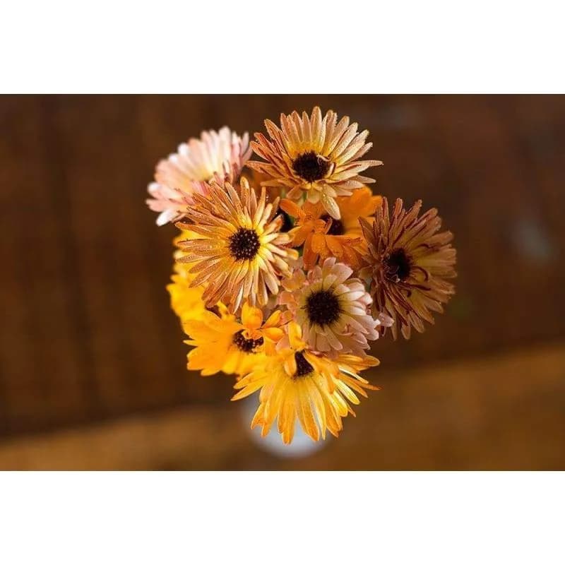 Touch of Red Mix Calendula Seeds — Vibrant Orange-Red Blooms - Alt