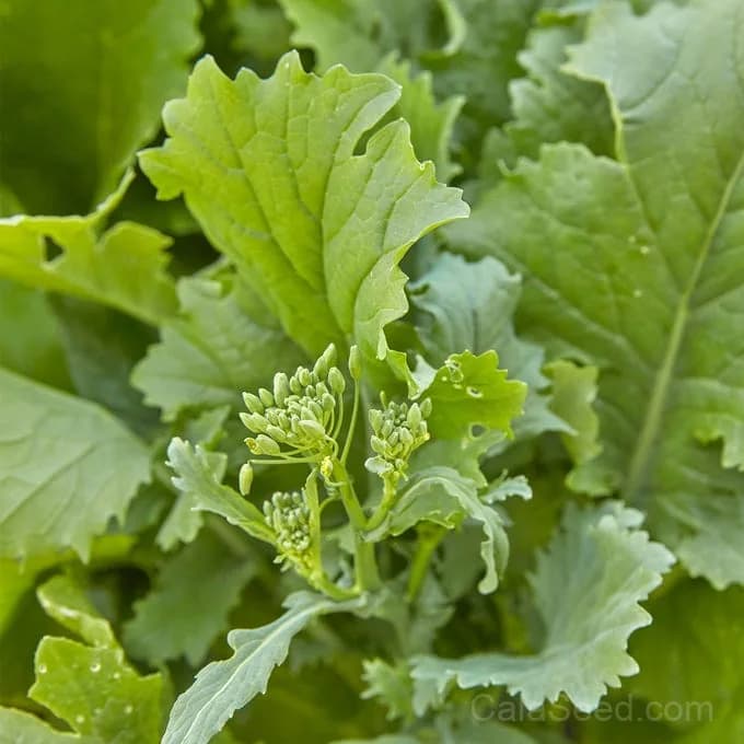 Rapini 'Organic Broccoli Raab' Seeds — Nutritious Italian Greens - Main
