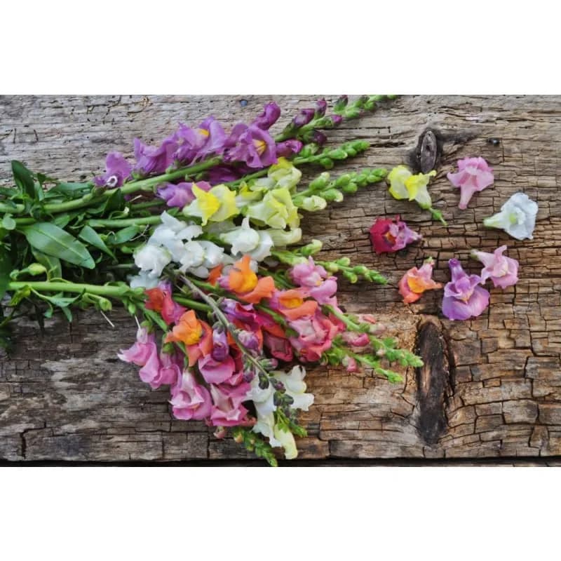 Rocket Mix Snapdragon Seeds — Vibrant Cut Flower Blend - View 2