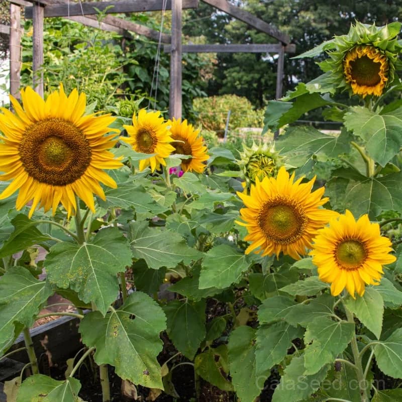 Sunspot Sunflower Seeds — Bright Dwarf Bloom - View 1
