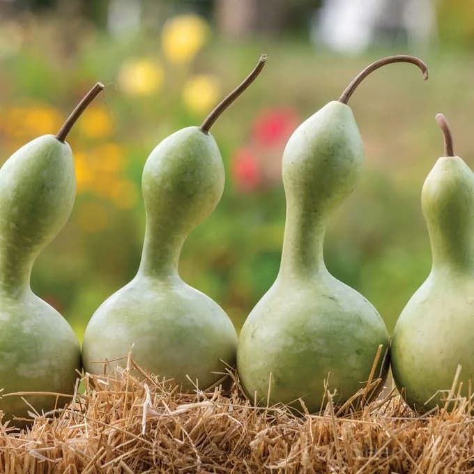 Ornamental Bottle Gourd Seeds — Large Decorative Fruit - Main