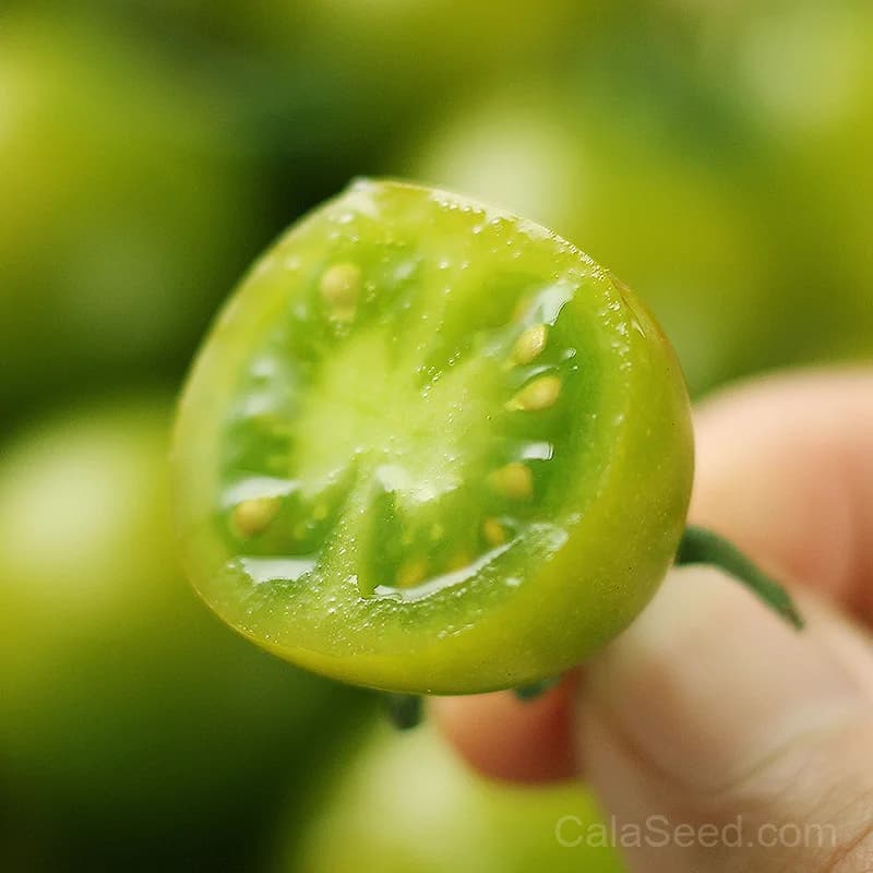 Tomatillo 'Green Organic' Seeds — Tangy Salsa Verde Fruit - View 4