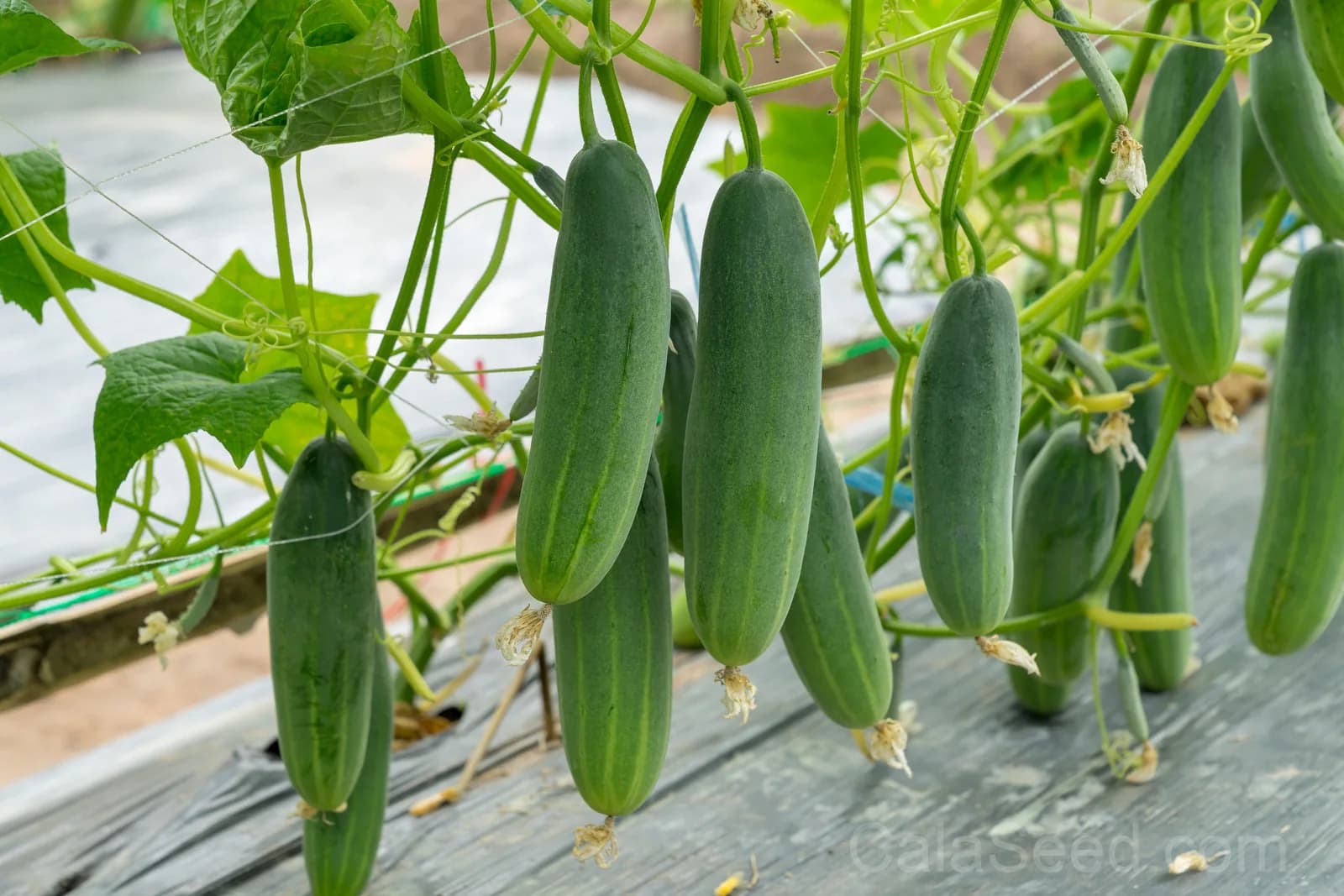 Marketmore 76 Slicing Cucumber Seeds — High-Yield Garden Fruit - Main