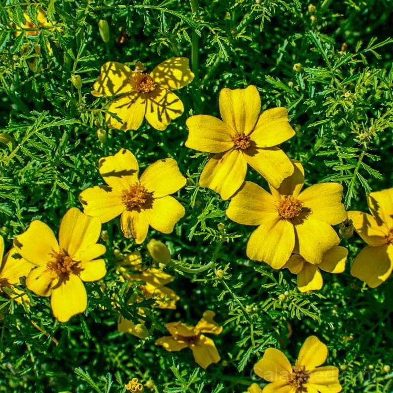 Lemon Gem Marigold Seeds — Compact Citrus-Scented Annual - View 3