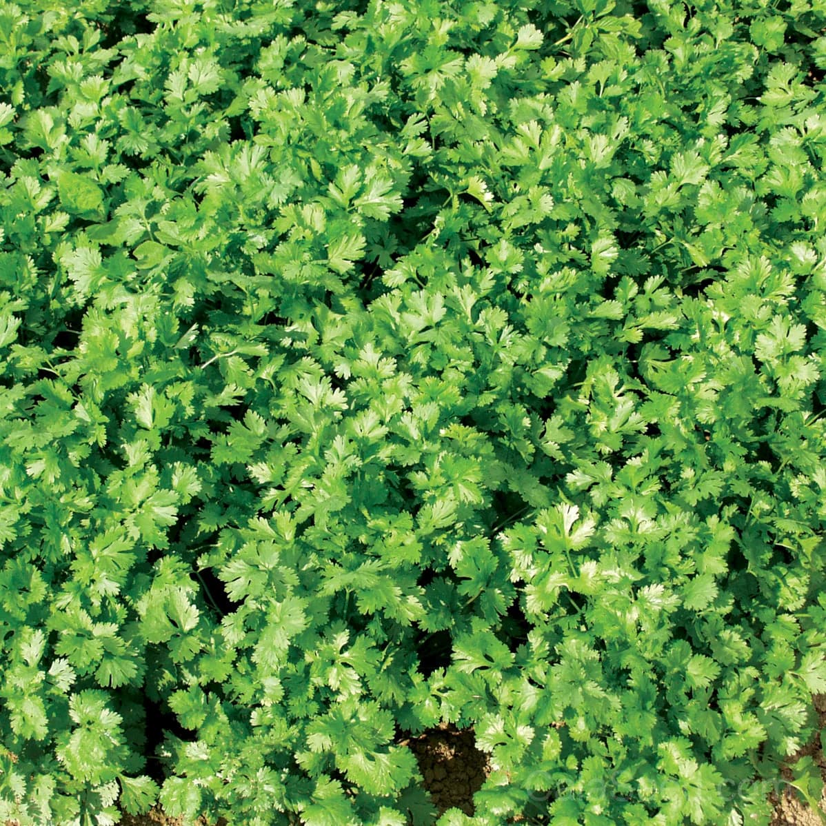 Coriander 'Santo' Seeds — Slow-Bolt Culinary Herb - Main
