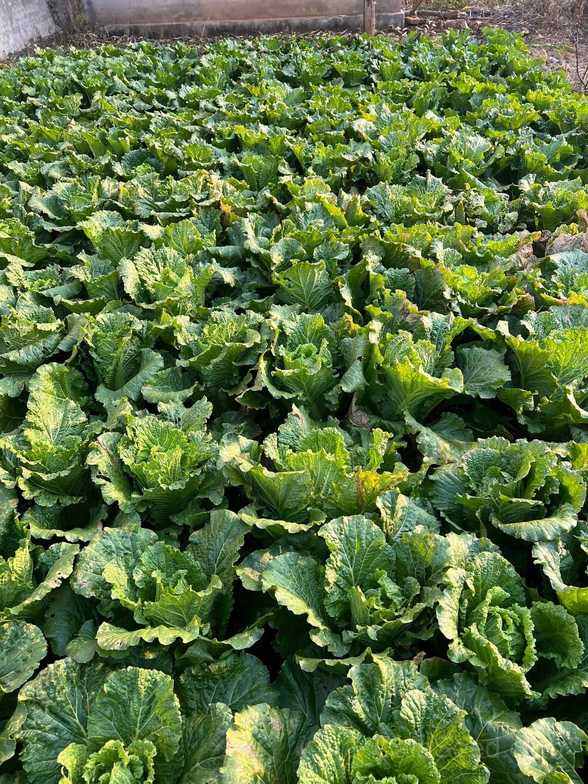 Barrel Head Napa Cabbage Seeds — Crunchy Asian Greens - View 5