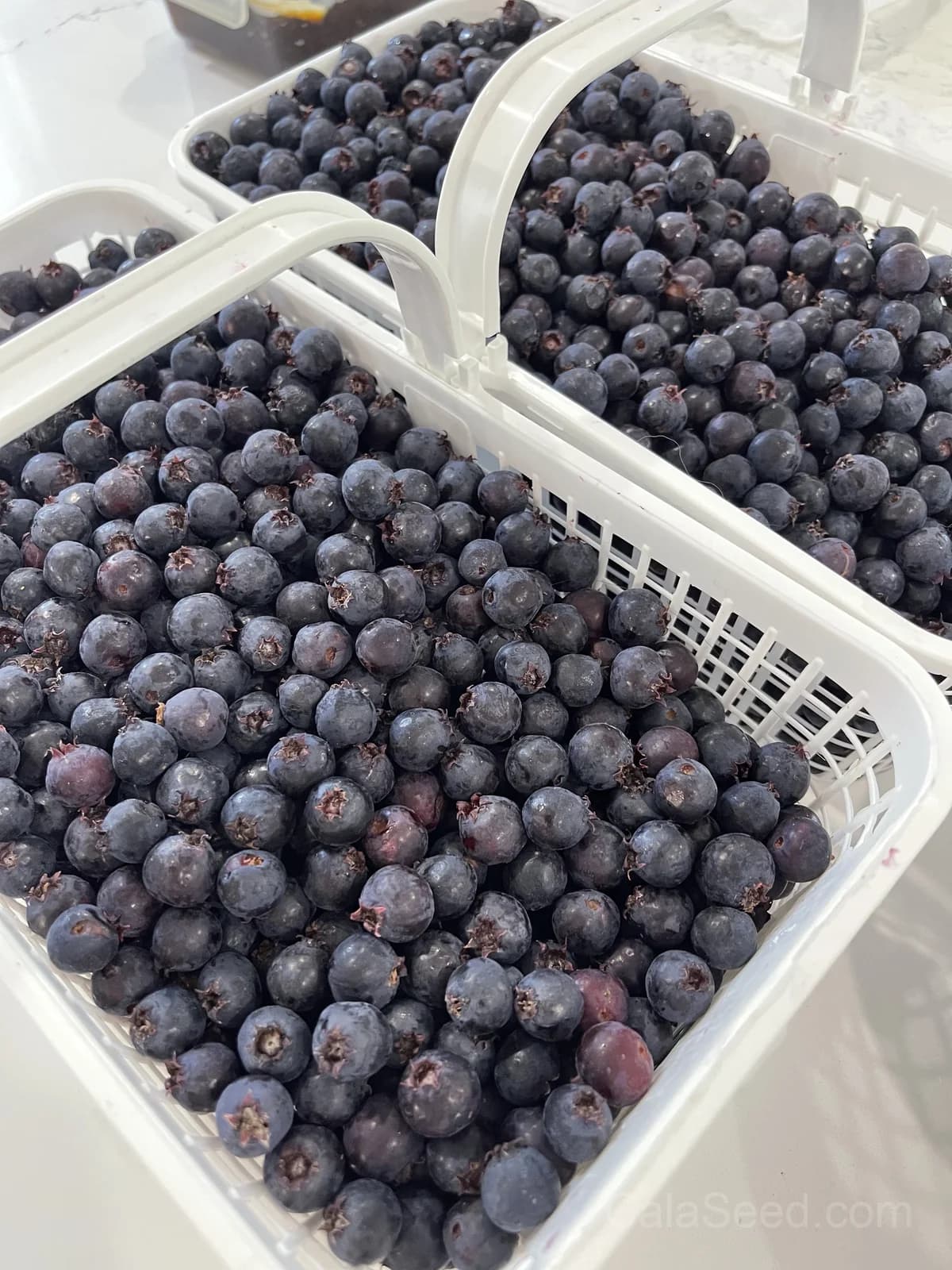 Saskatoon Serviceberry 'Amelanchier Alnifolia' Seeds — Native Edible Purple Berry - View 8