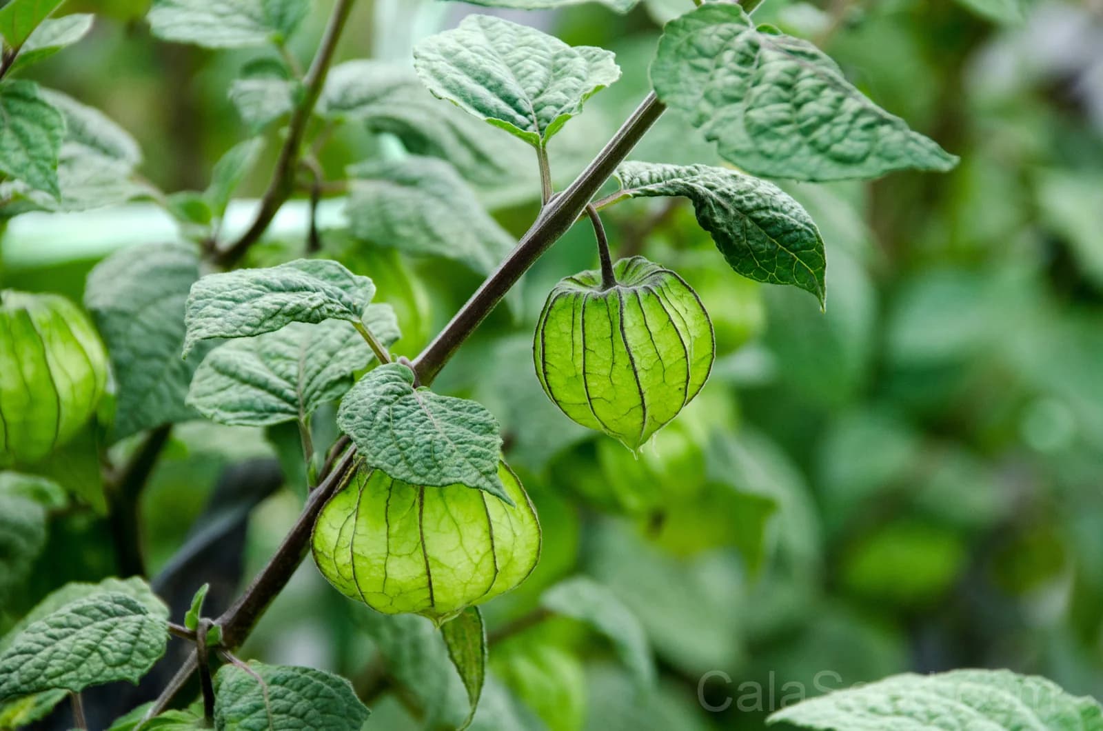 Peruvian Ground Cherry 'Physalis Peruviana' Seeds — Sweet Cape Gooseberry Fruit - View 5