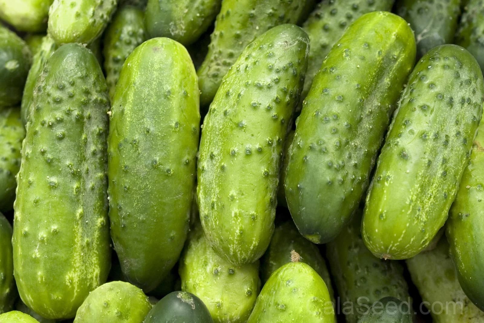 Boston Pickling Cucumber Seeds — Heirloom Gherkin Vegetable - View 9