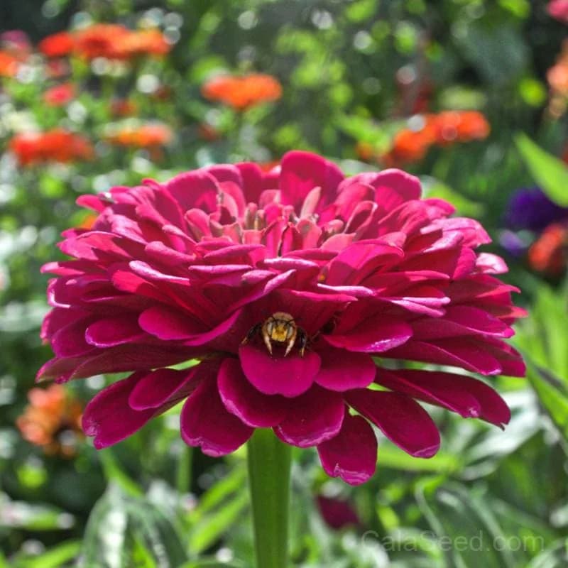 Giant Wine Zinnia Seeds — Tall Heirloom Cut Flower - Main