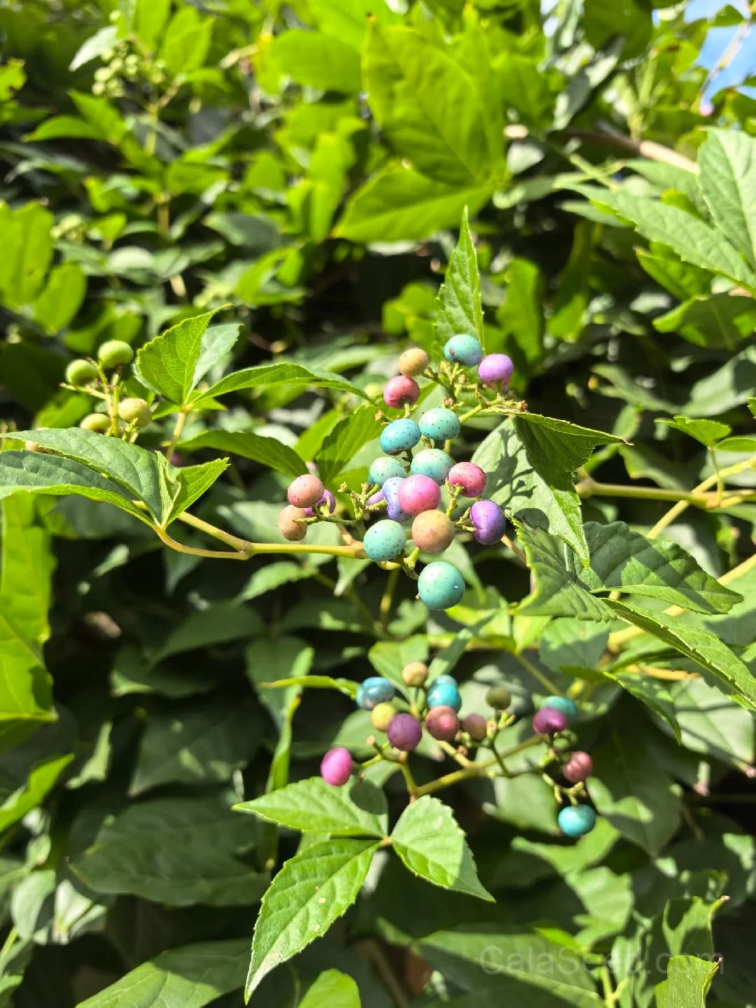 Raspberry 'Fall Gold' Seeds — Golden Ever-Bearing Fruit - View 3