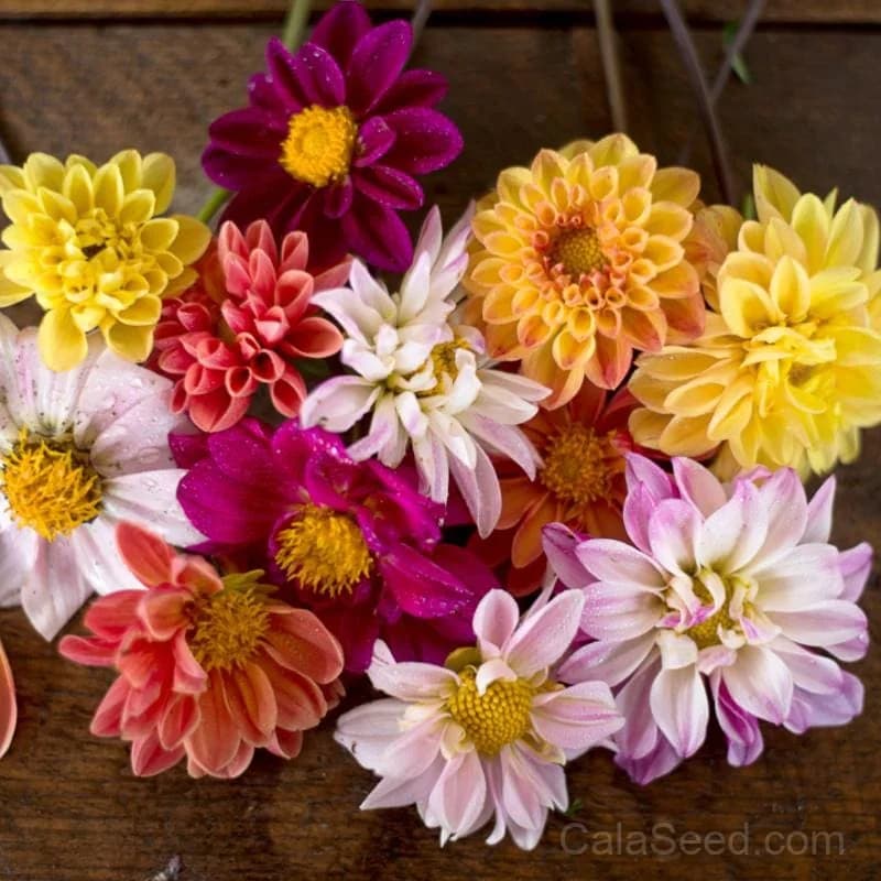 Double Extreme Dahlia Seeds — Massive Dinnerplate Blooms - Main