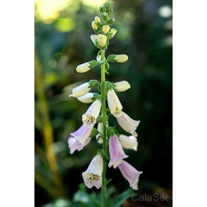 Foxy Foxglove Seeds — Vibrant Bell-Shaped Blooms - View 8