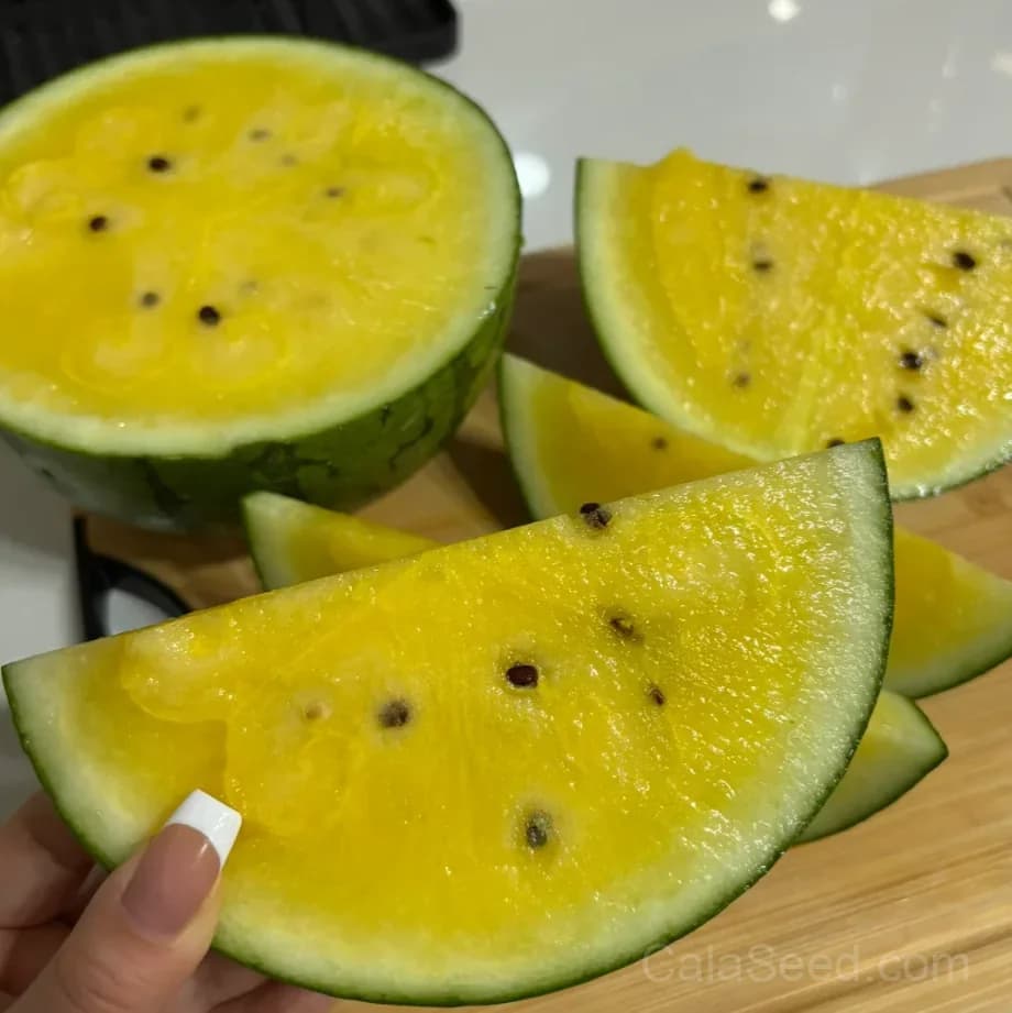 Green Rind Yellow Flesh Watermelon Seeds – Sweet, Juicy, High Germination & Easy to Grow - Main