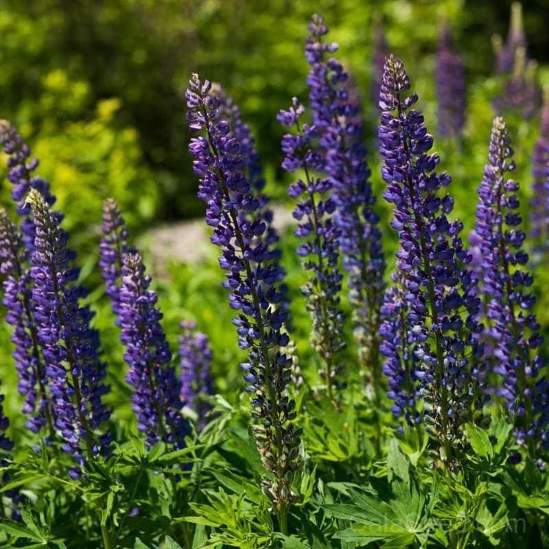 Wild Lupine Mix Seeds — Native North American Perennial - View 1