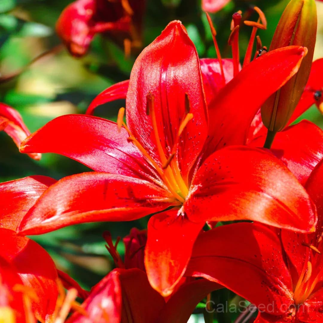 Rare Lily Bulbs — Showy Summer Blooms - View 5