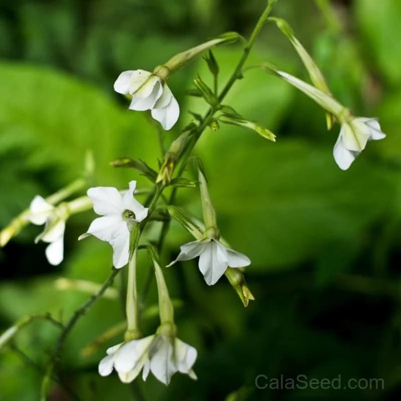 Only the Lonely Nicotiana Seeds — Fragrant Night-Blooming Flower - Main