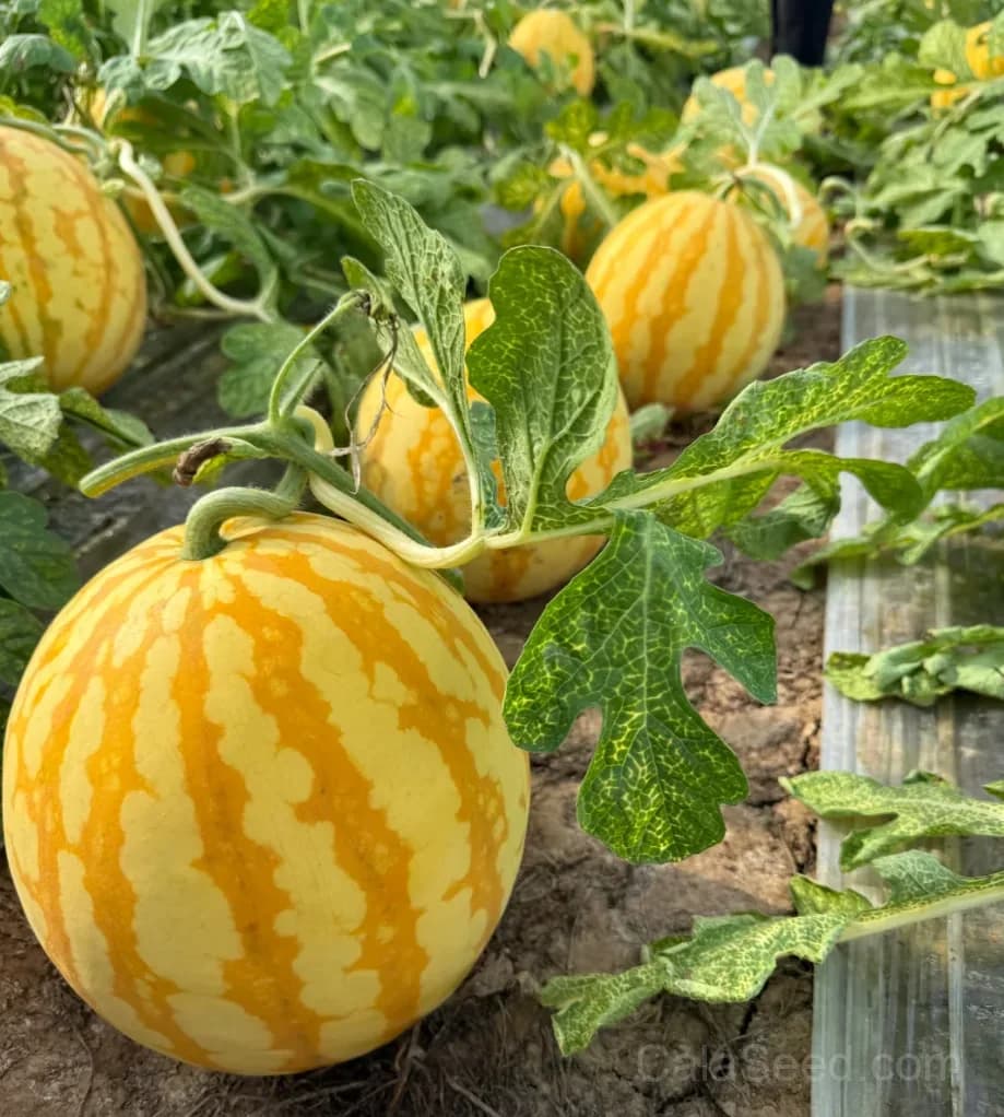 Premium Yellow Skin Seedless Watermelon Seeds | Sweet Rare Variety for Home Gardeners - View 2