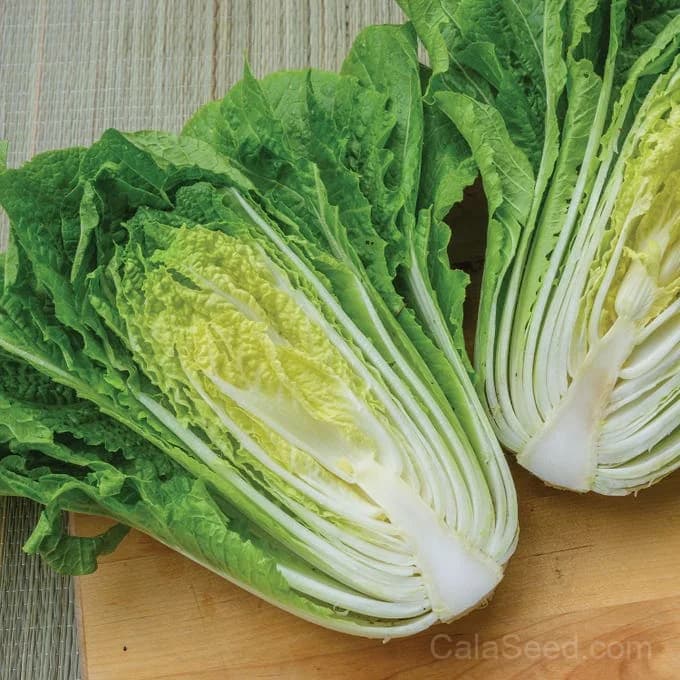 Barrel Head Napa Cabbage Seeds — Crunchy Asian Greens - Main