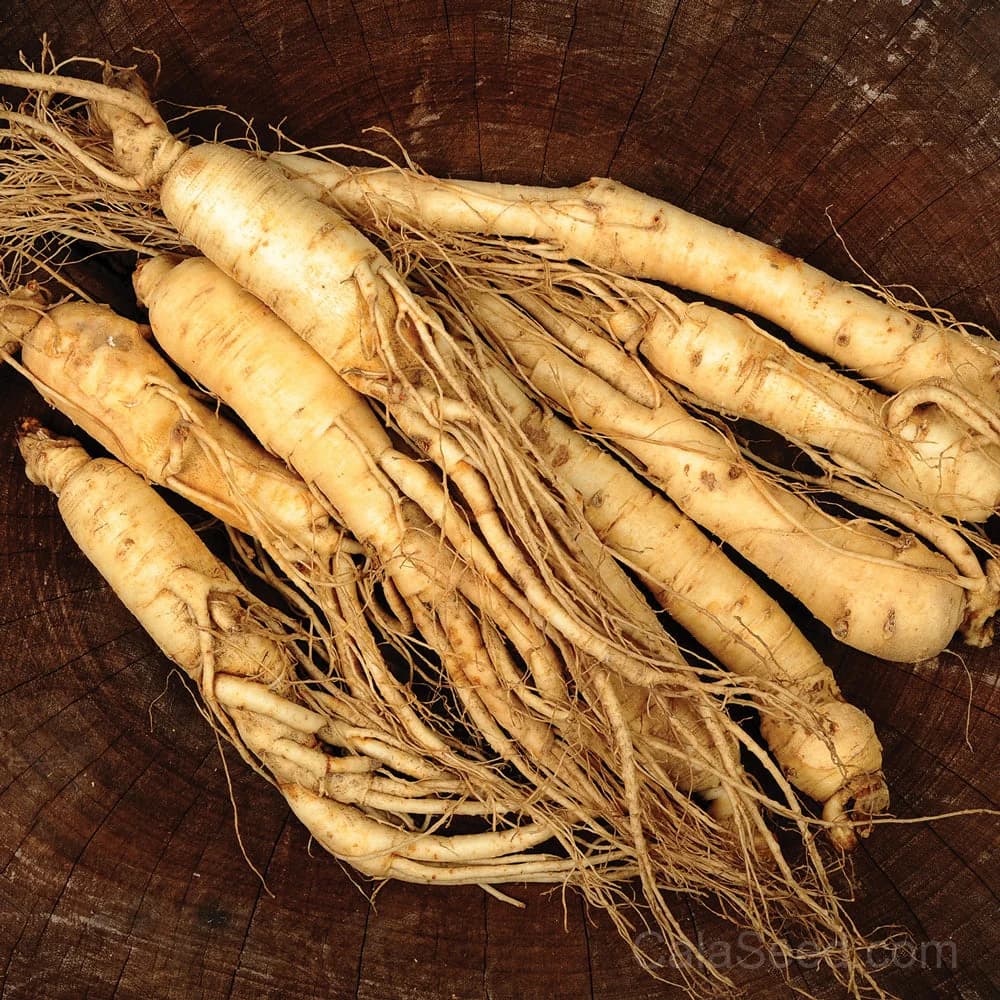 American Ginseng Seeds — Native Woodland Medicinal Root - Main