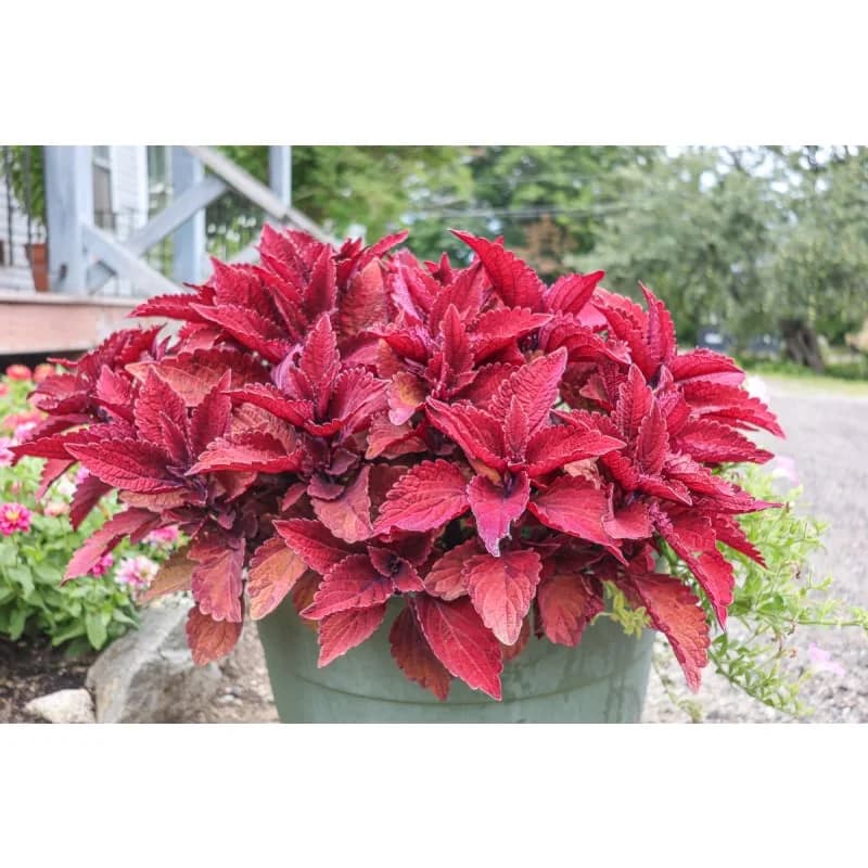 Sweet Paprika 'Premium Sun' Coleus Seeds — Vibrant Shade-Tolerant Foliage - Alt