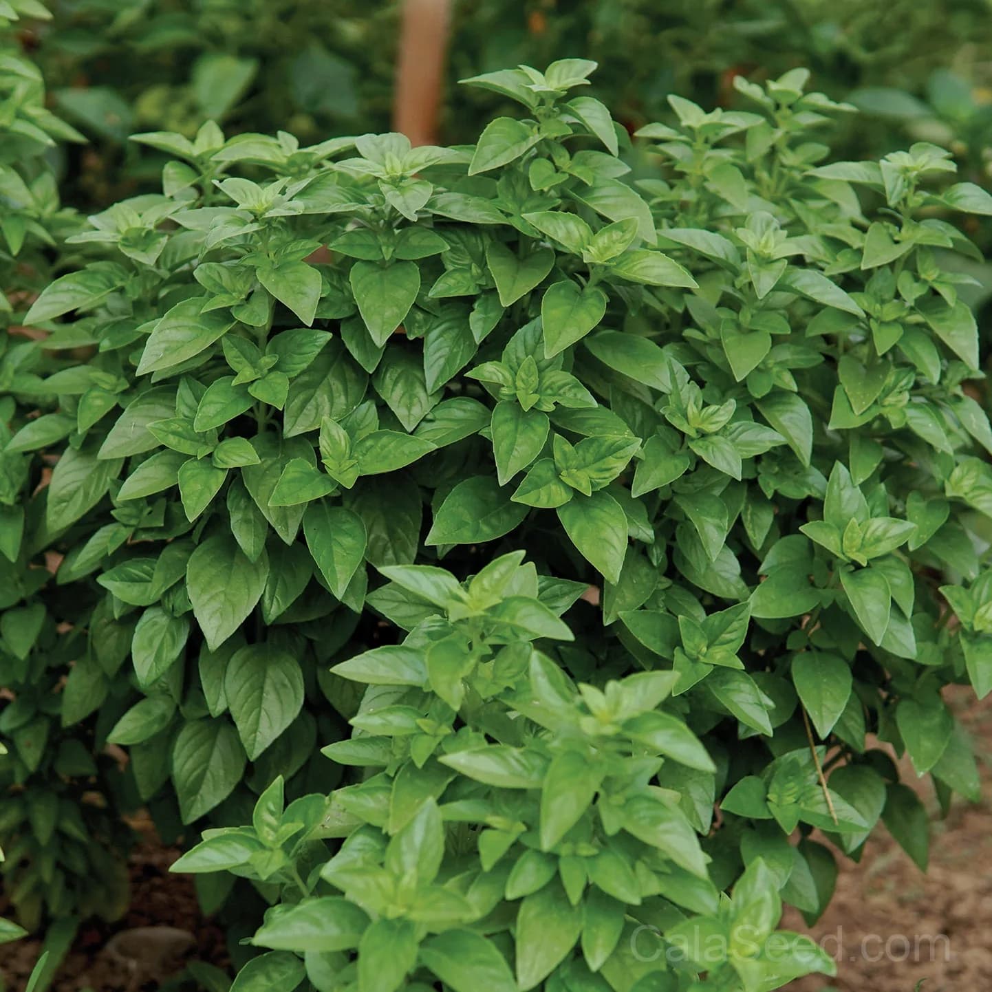 Everleaf Emerald Towers Basil Seeds — Compact Columnar Herb - Main