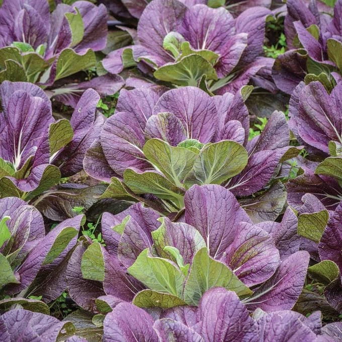 Red Dragon Napa Cabbage Seeds — Sweet Asian Heirloom - Alt