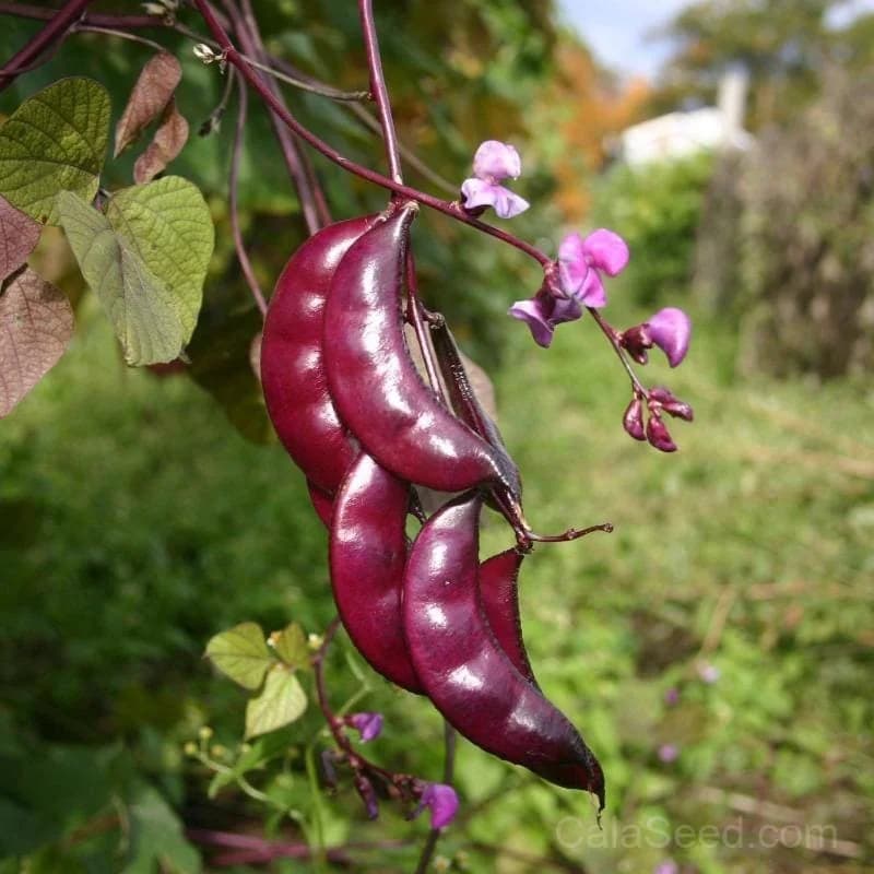 Hyacinth Bean Seeds — Ornamental Edible Vine - Main
