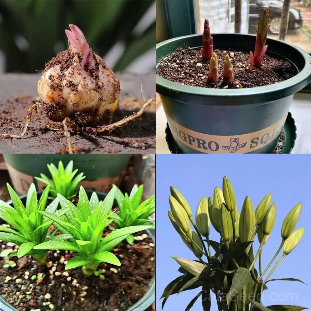 Rare Lily Bulbs — Showy Summer Blooms - View 13