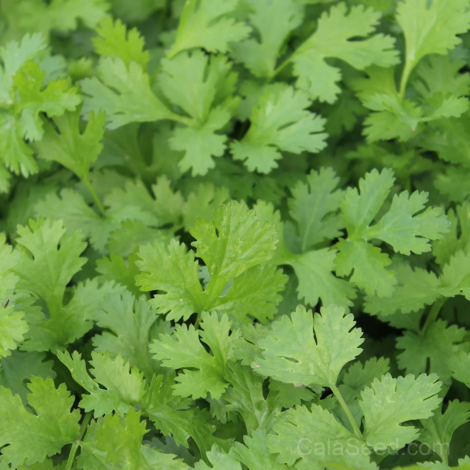 Calypso Seeds — Reliable North American Garden Mix - Main