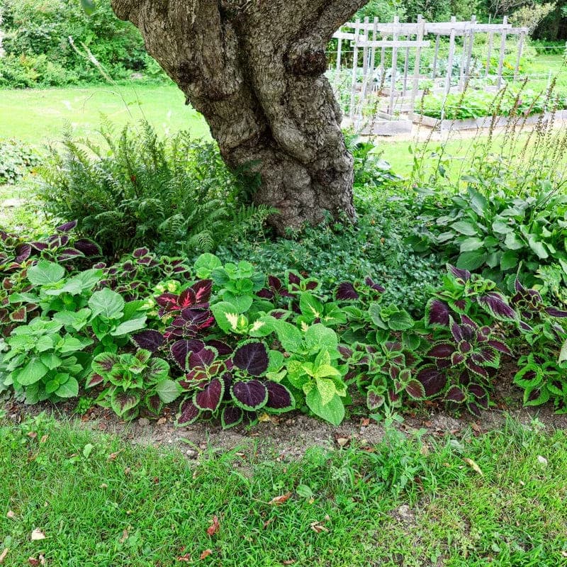 Rainbow Mix Coleus Seeds — Vibrant Foliage Mix - Main