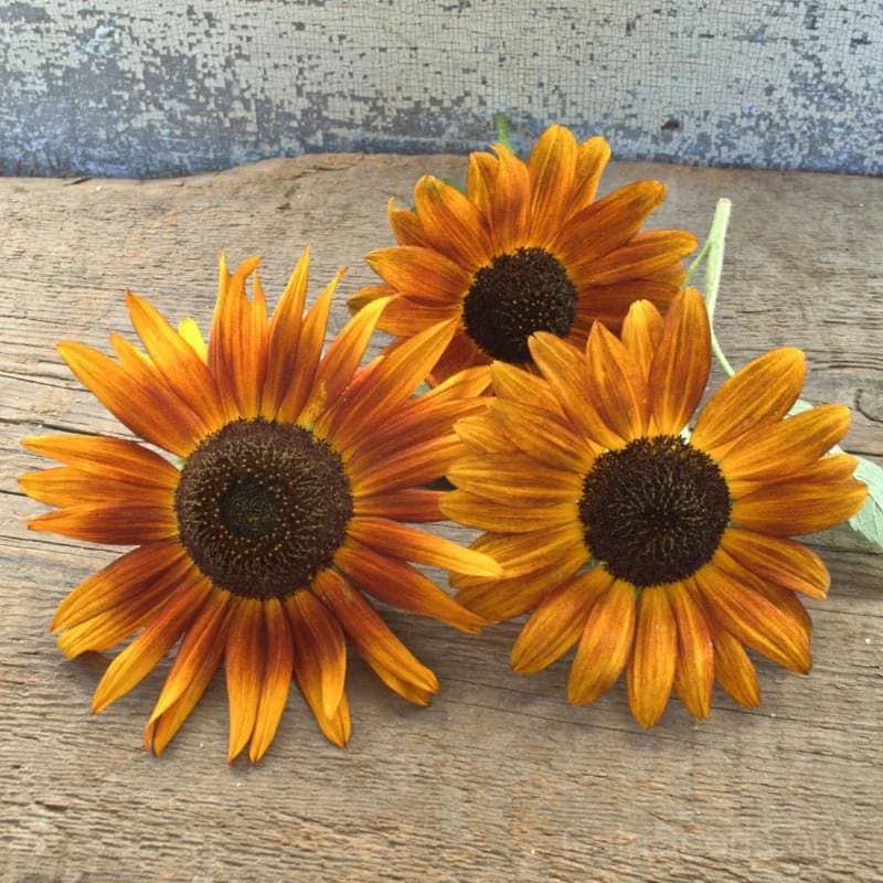 Velvet Queen Sunflower Seeds — Rich Burgundy Blooms - Main