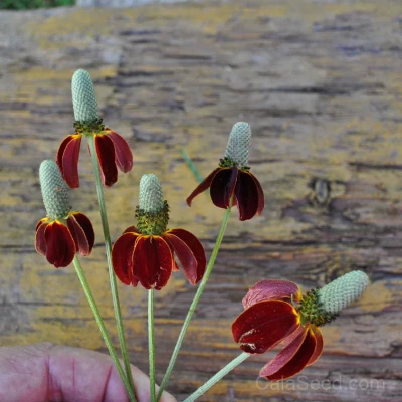 Mexican Hat Coneflower Seeds — Native Prairie Wildflower - View 3