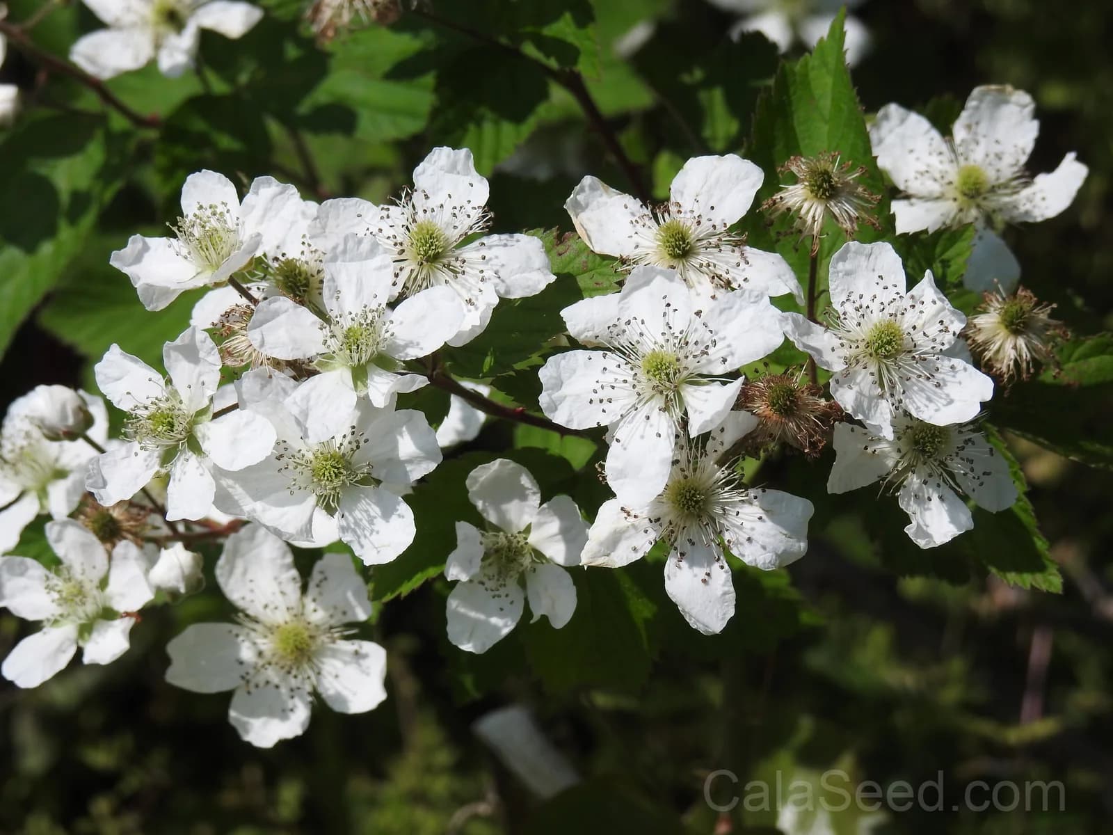 Blackberry 'Allegheniensis' Seeds — Native Wild Fruit Bush - View 7