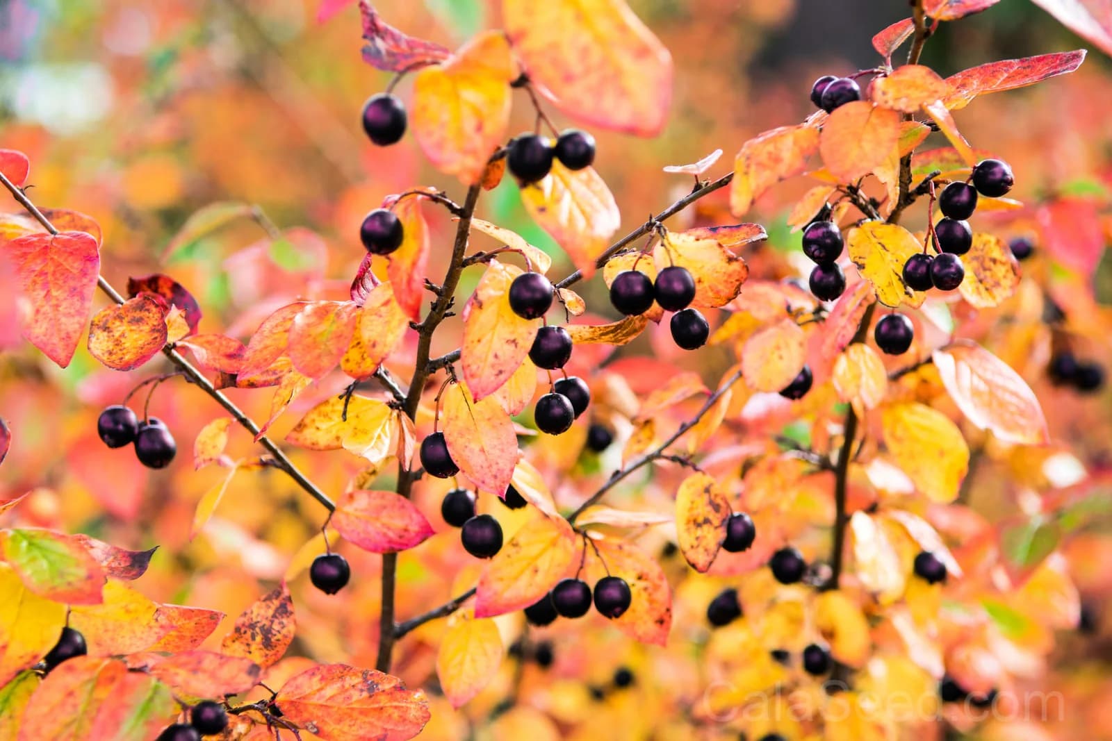 Purple Chokeberry 'Aronia Prunifolia' Seeds — White-Flowered Fruit Shrub - Alt