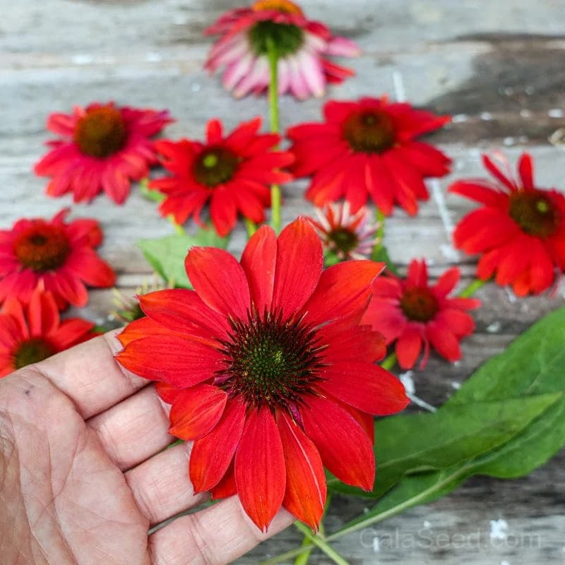 Red Ombre Artisan Echinacea Seeds — Striking Two-Tone Blooms - View 8