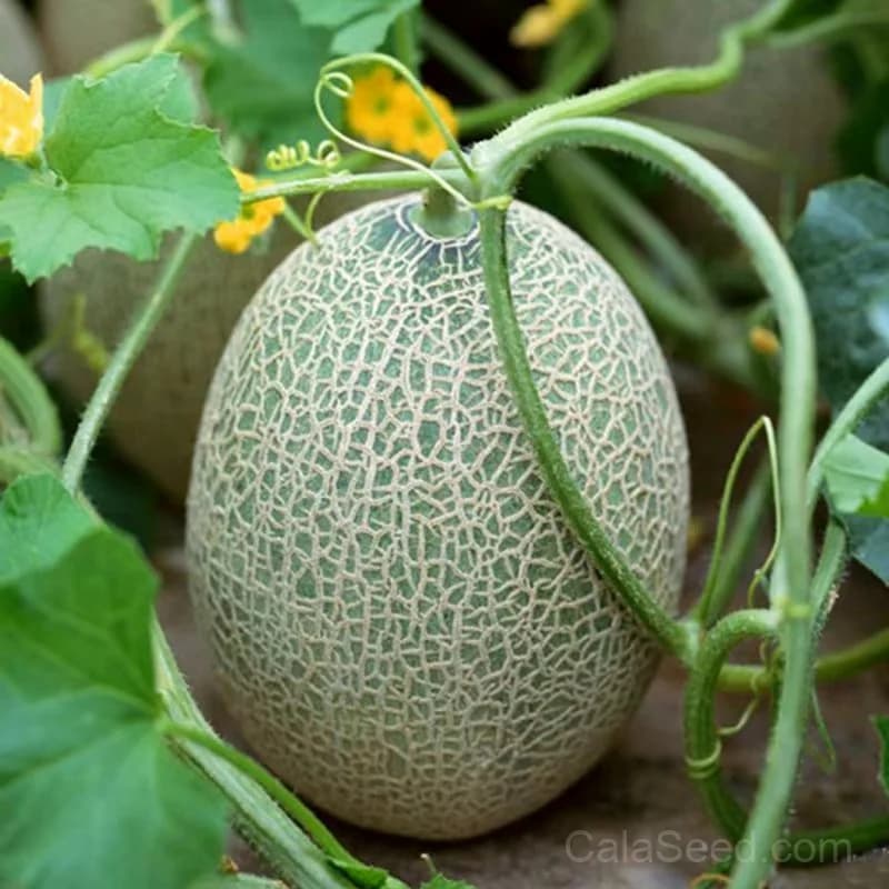 Sugar Cube Cantaloupe Seeds — Sweet Mini Melon - View 2