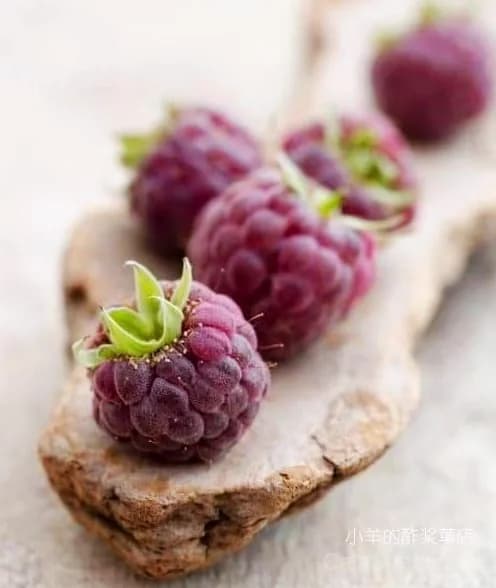 Raspberry 'Amethyst' Seeds — Sweet Berry Perennial - View 3