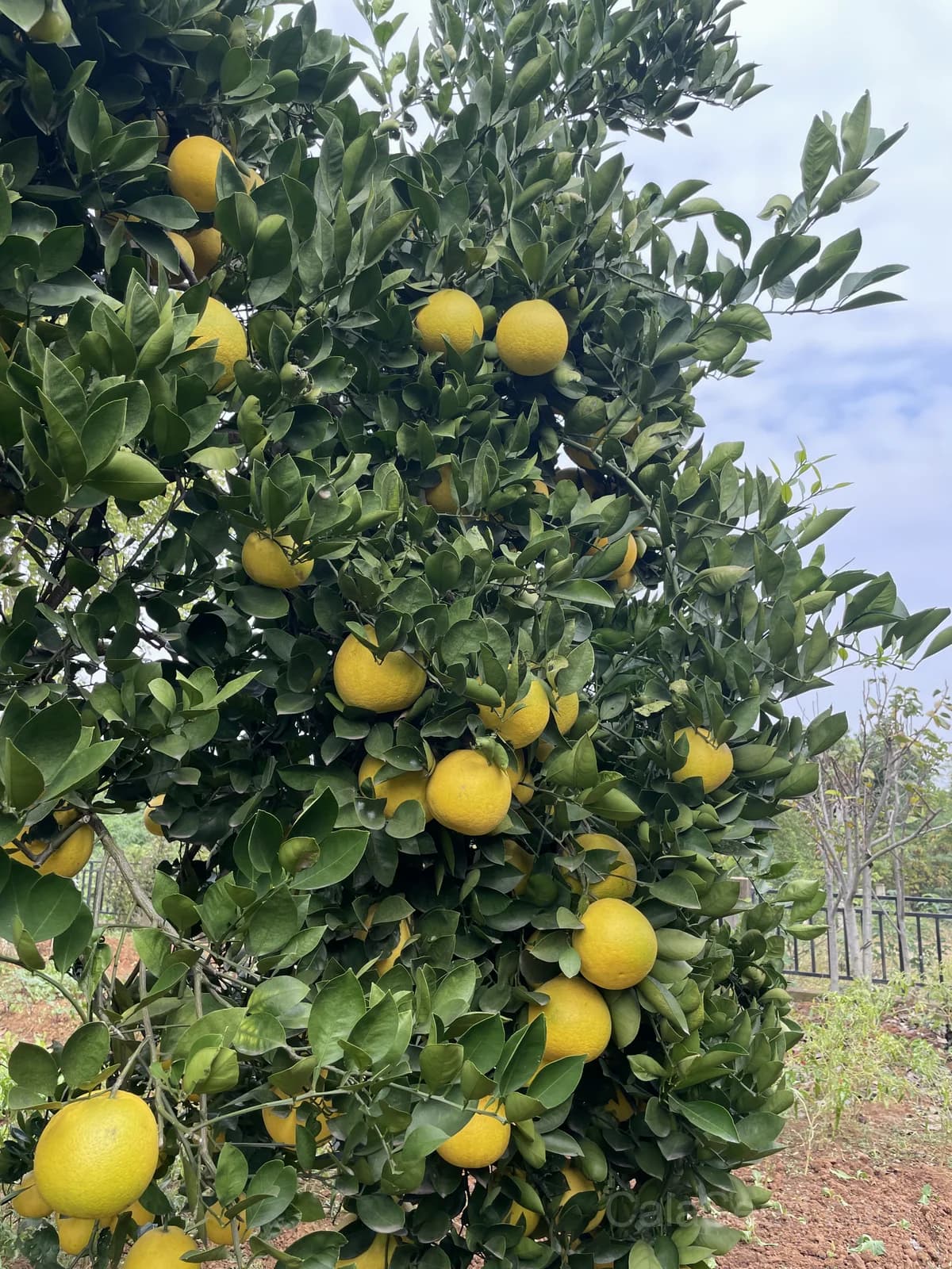 Pomelo 'Chandler' Seeds — Sweet Citrus Giant Fruit - Alt