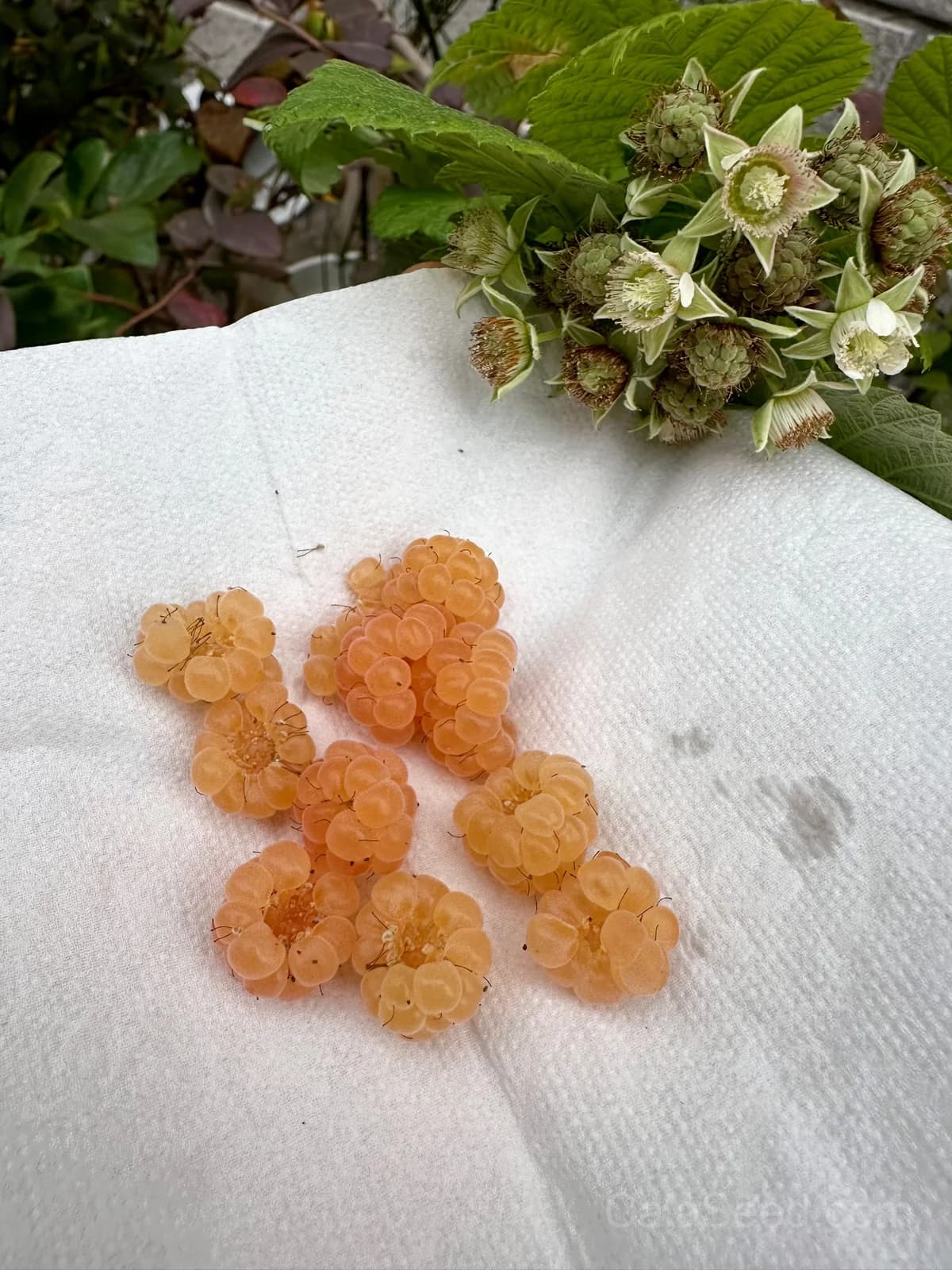 Raspberry 'Fall Gold' Seeds — Golden Ever-Bearing Fruit - View 4