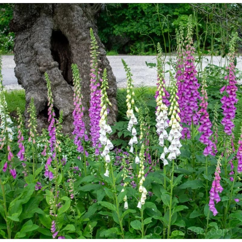 Excelsior Hybrid Foxglove Seeds — Tall Biennial Blooms - Main