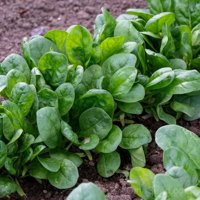 Baby's Leaf Spinach Seeds — Tender Salad Greens - Main