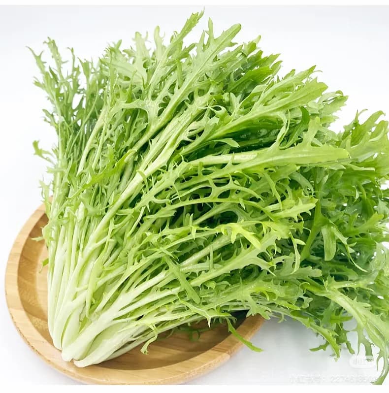 Galia Frisse Curly Endive Seeds — Crisp French Heirloom Salad Green - Alt
