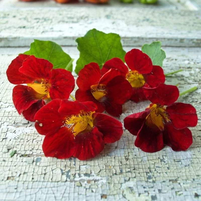 Black Velvet Nasturtium Seeds — Dark Velvety Blooms - Main